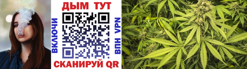Купить закладки  Новозыбков  Бошки марихуана семена 
